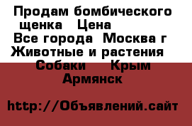 Продам бомбического щенка › Цена ­ 30 000 - Все города, Москва г. Животные и растения » Собаки   . Крым,Армянск